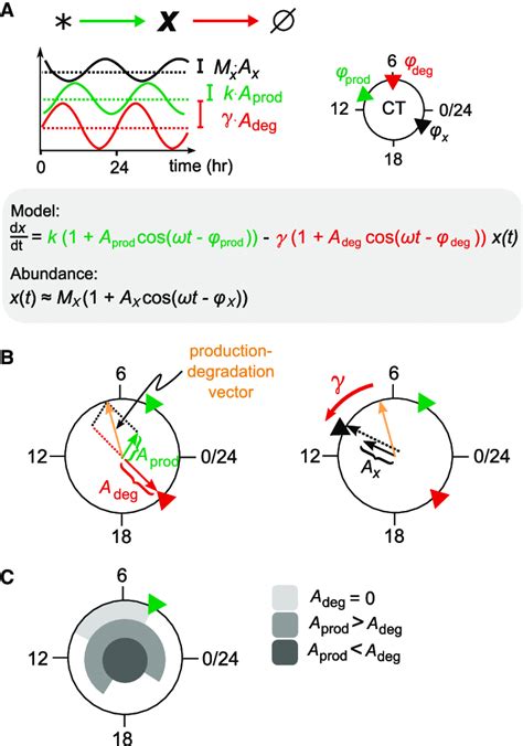 phase dynamics